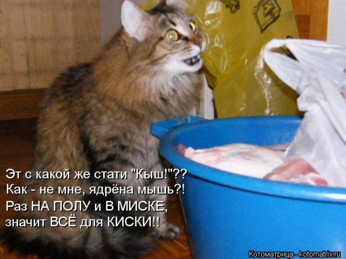 Лучшие котоматрицы недели (50 фото)