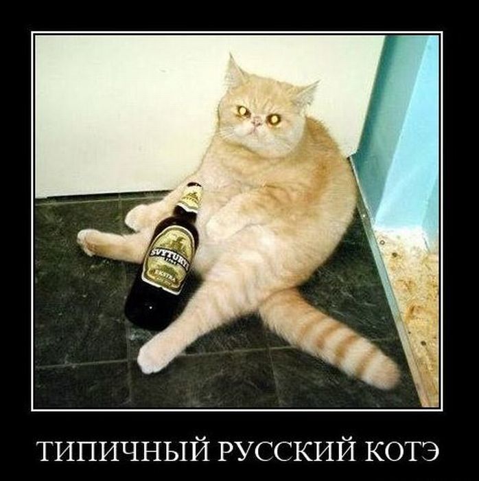 Демотиваторы (57 фото)