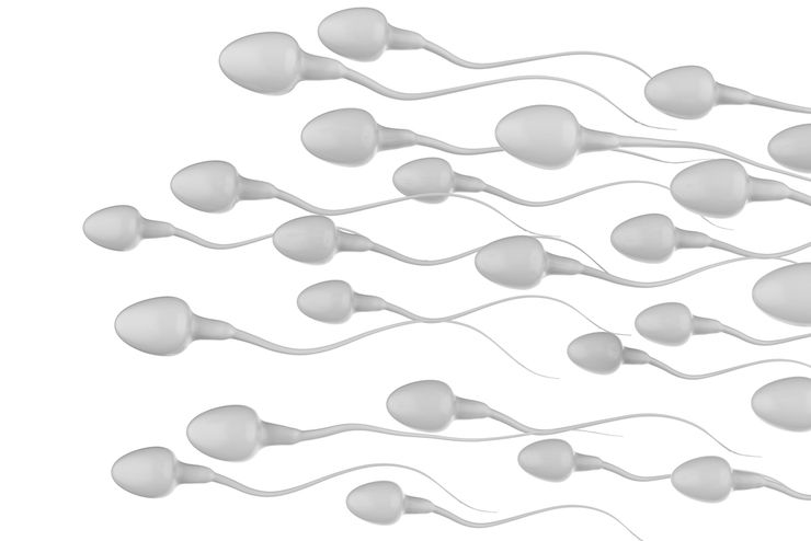 агглютинация сперматозоидов