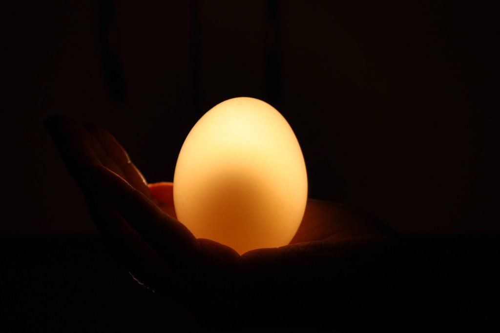 egg12 Эксперимент с яйцом и уксусом