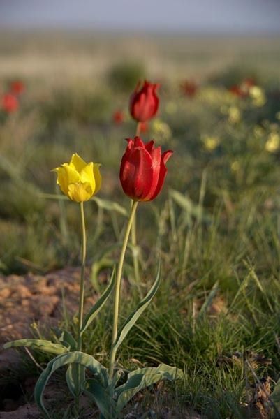 Тюльпан, гора Большое Богдо
