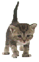 Анимашки Кошки