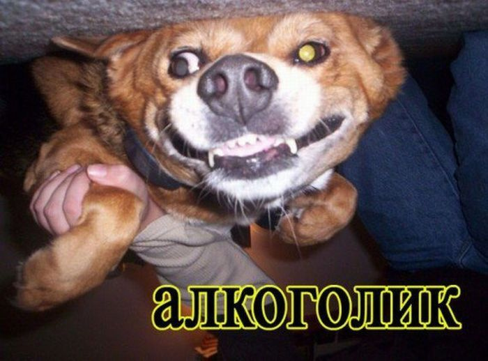 Представители разных профессий, реинкарнировавшие в собак Представители разных профессий, реинкарнировавшие в собак