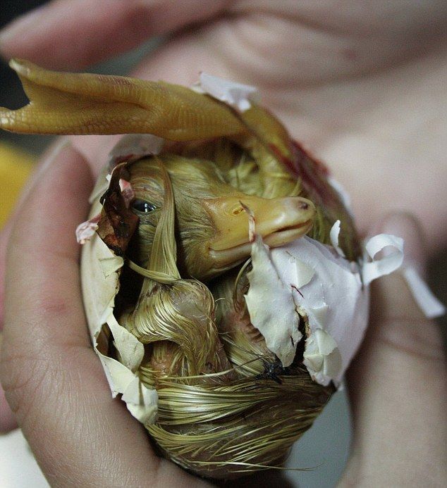 Как выглядит утенок, вылупляющийся из яйца