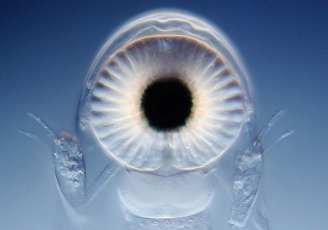 Конкурс микро-фотографий Nikon Small World 2011
