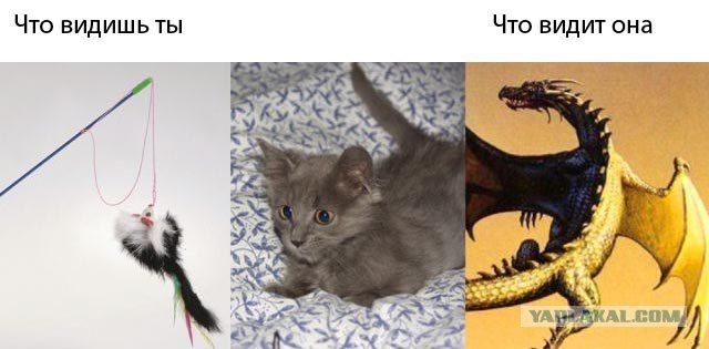 Человеческая реальность VS Животная реальность