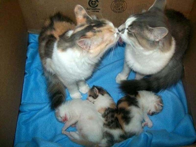 cute 58 Самые мимимишные зверушки из тех, что вы видели