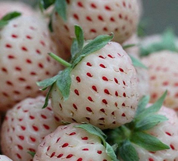 Самые экзотические фрукты и овощи на планете