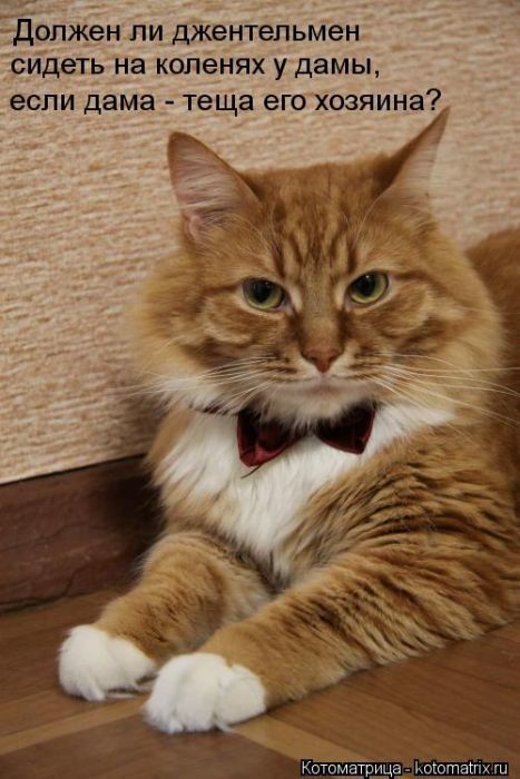 Лучшие котоматрицы недели (50 фото)