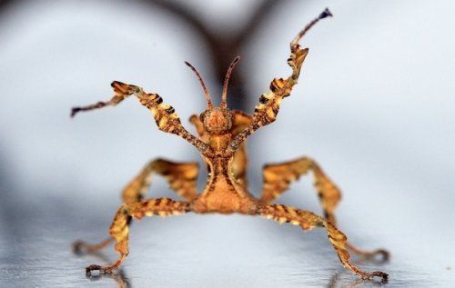 10 Насекомых, которые выглядят так, будто они из инопланетного мира