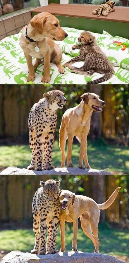 cute 80 Самые мимимишные зверушки из тех, что вы видели