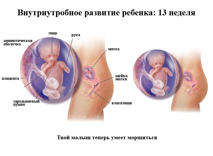 13 неделя беременности