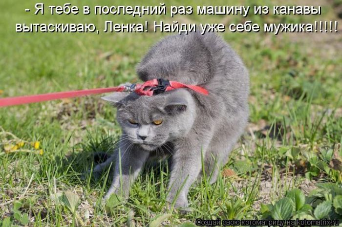Лучшие котоматрицы недели (50 фото)