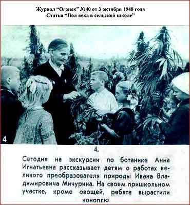 Выращивание конопли