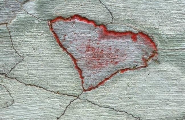 Сердца природы (16 фото)