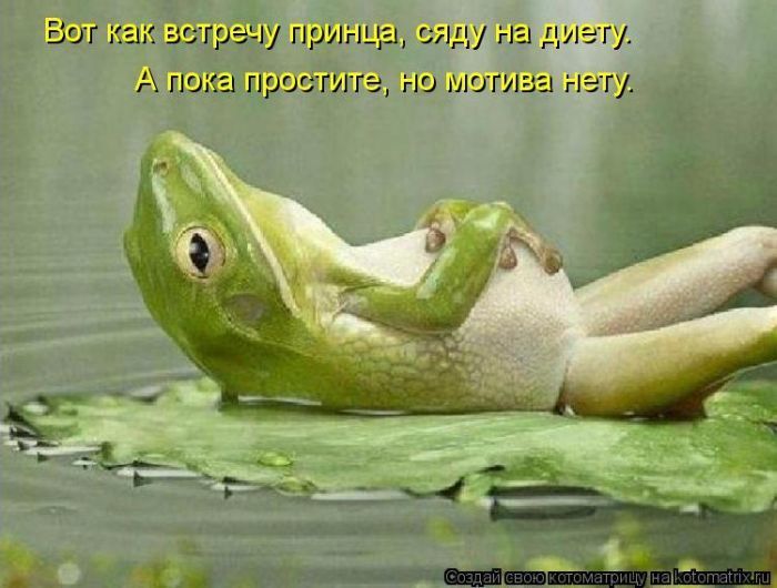 Лучшие котоматрицы недели (50 фото)