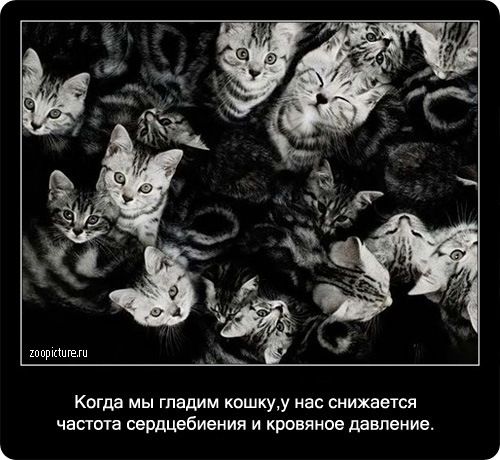 Интересные факты о кошках