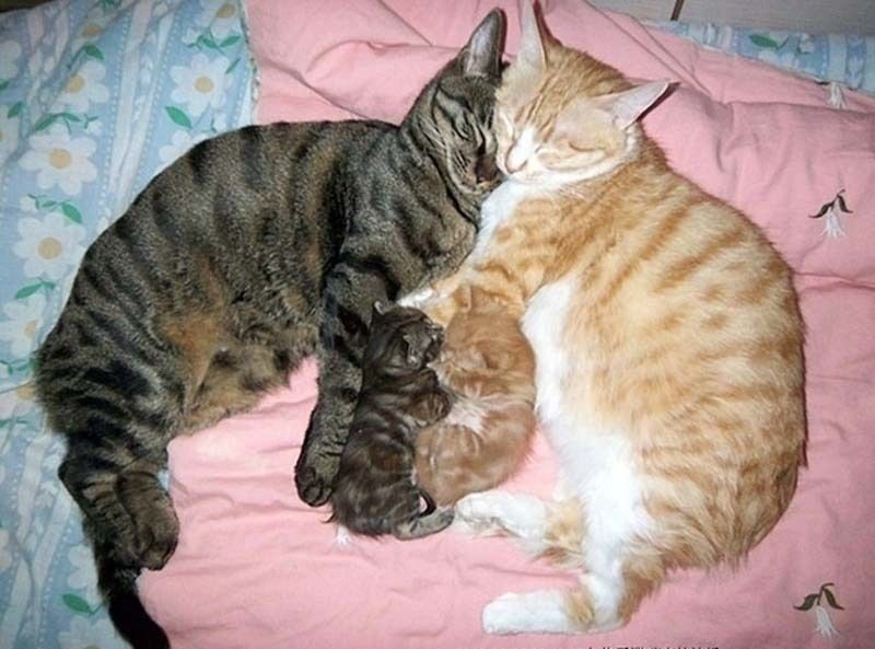 cute 59 Самые мимимишные зверушки из тех, что вы видели