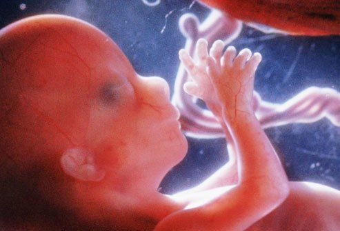 Развитие плода по месяцам : Развитие эмбриона на 20 неделе.  
 
Вес ребенка около 255 г, а рост около 15 см. матка поднимается до уровня пупка. В этот период ребенок уже умеет сосать палец, зевать, потягиваться и корчить рожицы. Вскоре (если еще нет) – вы почувствуете первое шевеление малыша, что называется «начало шевеления плода».