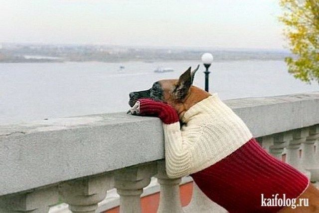 Вязанные приколы (65 фото)