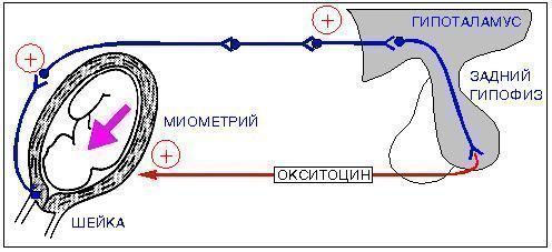 Окситоцин: применение