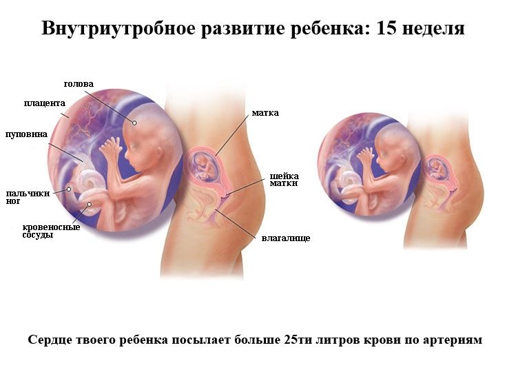 15 неделя беременности