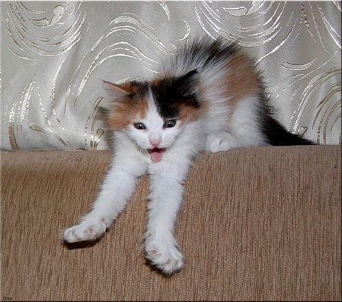 Кошачья умора (33 фото)