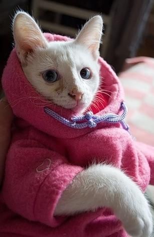 Кошачья умора (33 фото)