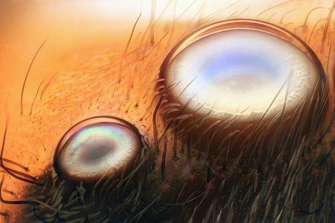 Конкурс микро-фотографий Nikon Small World 2011