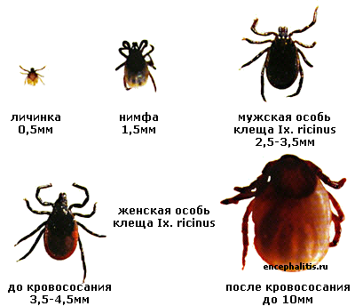 Цикл клеща Ixodes Ricinus