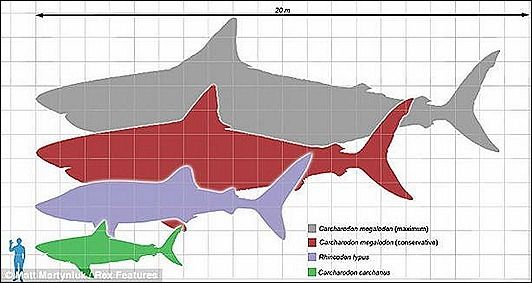 shark-jaw4