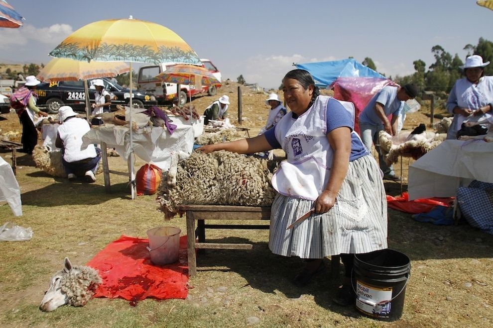 Купание в овечьей крови для перуанских детишек