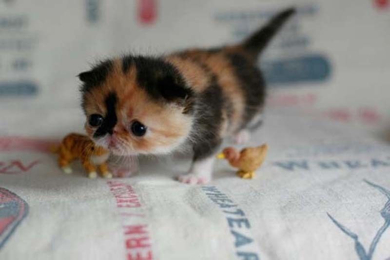 cute 70 Самые мимимишные зверушки из тех, что вы видели