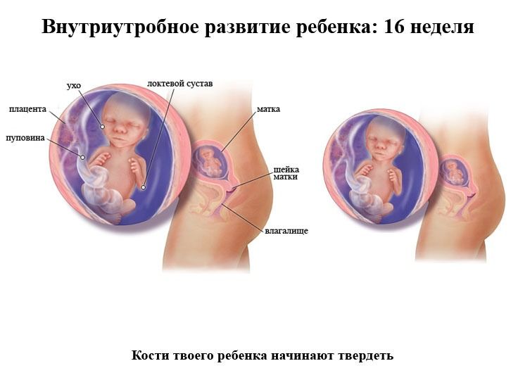 16 неделя беременности