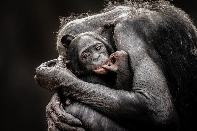 Зверские шедевры National Geographic