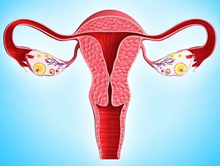 Гормон влияет на репродуктивную систему женщины