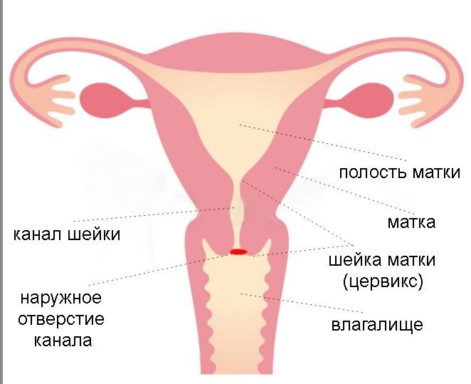 Шейка При Беременности Фото