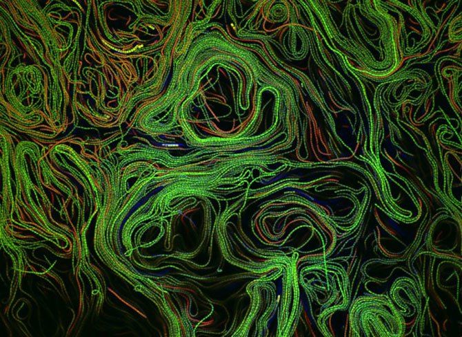Конкурс микро-фотографий Nikon Small World 2011