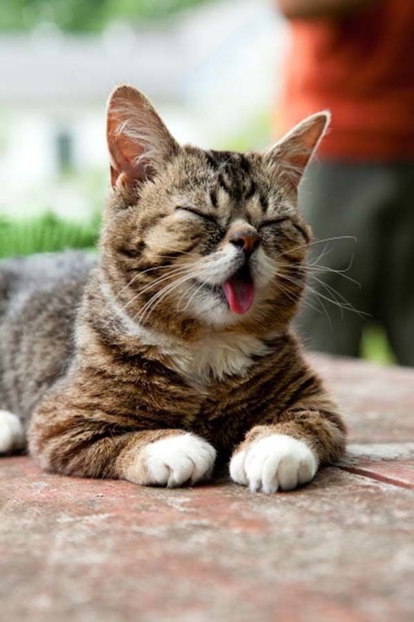 cute 67 Самые мимимишные зверушки из тех, что вы видели