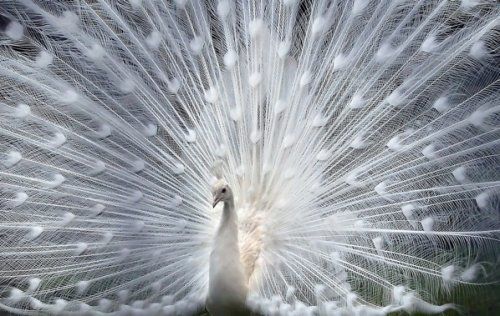 рис.6. 10 удивительных животных-мутантов