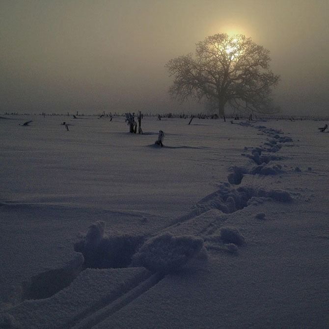 дуб, дерево, зима, закат, природа