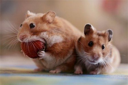 Клубника фото и интересные факты.