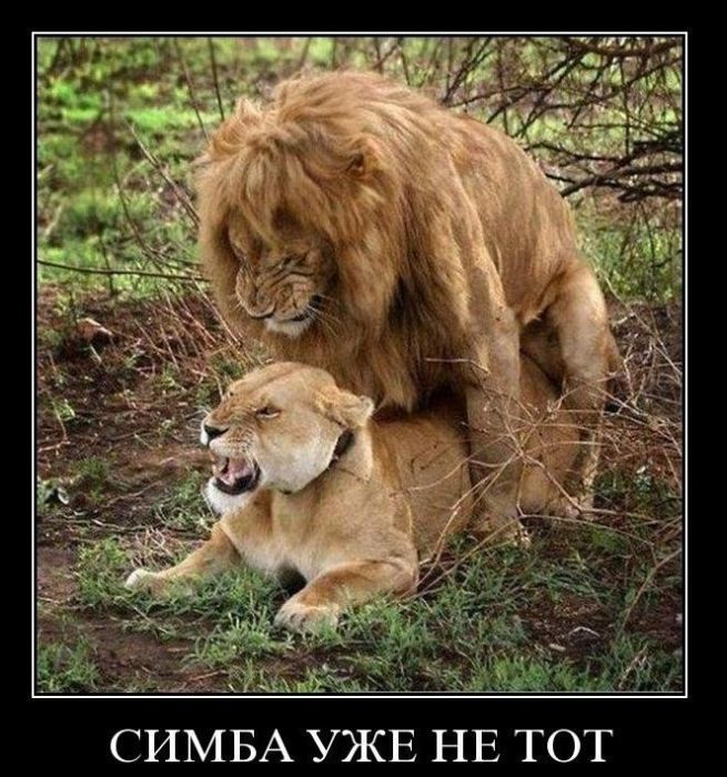Демотиваторы (57 фото)