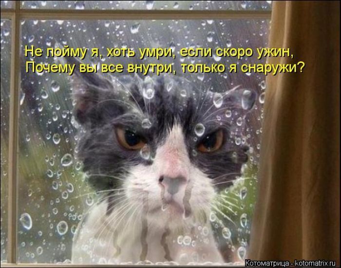 Лучшие котоматрицы недели (50 фото)