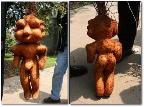 Самые жуткие растения нашей планеты