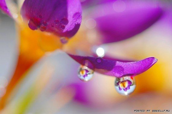 1340874337_0-18 (570x379, 30Kb)