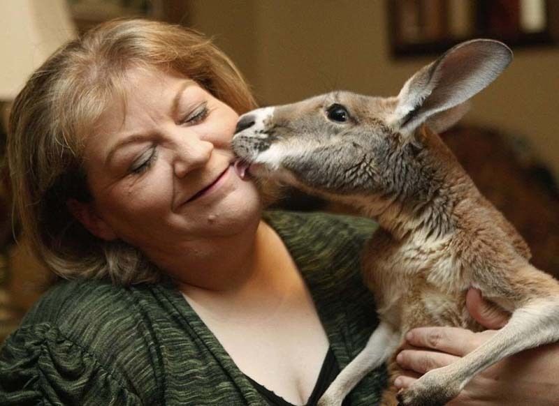 cute 50 Самые мимимишные зверушки из тех, что вы видели
