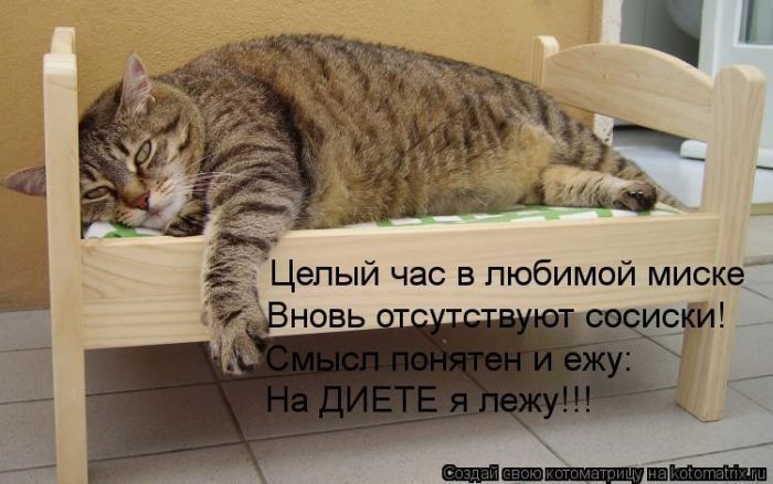 Лучшие котоматрицы недели (50 фото)