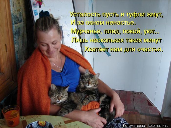 Лучшие котоматрицы недели (50 фото)