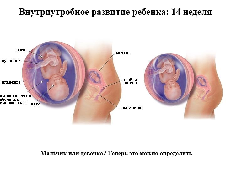 14 неделя беременности